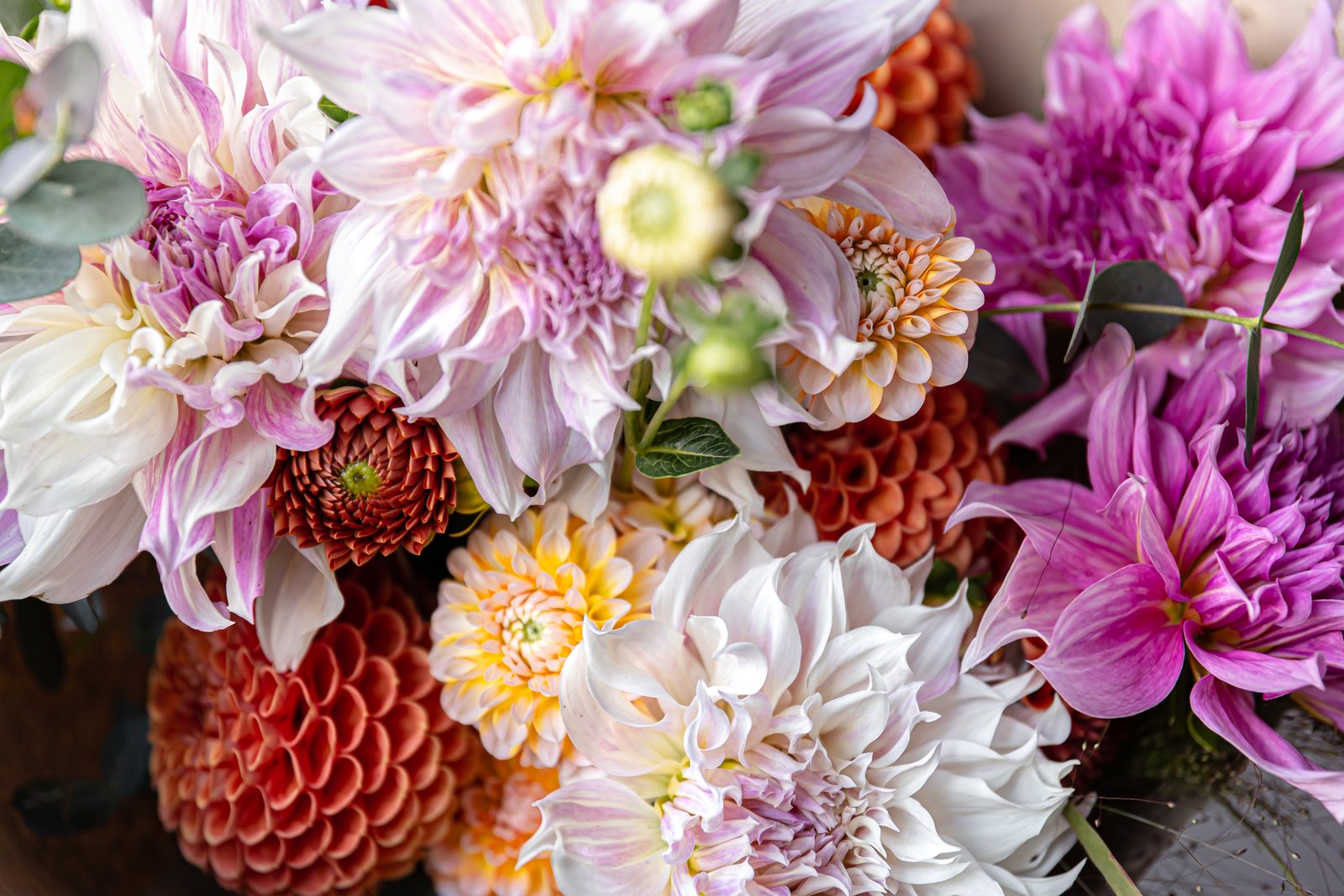 A close bunch of colourful dahlias