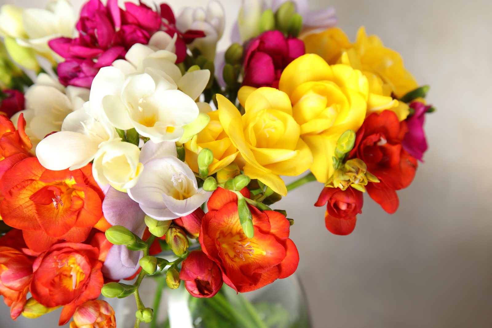 Colourful freesias in bloom