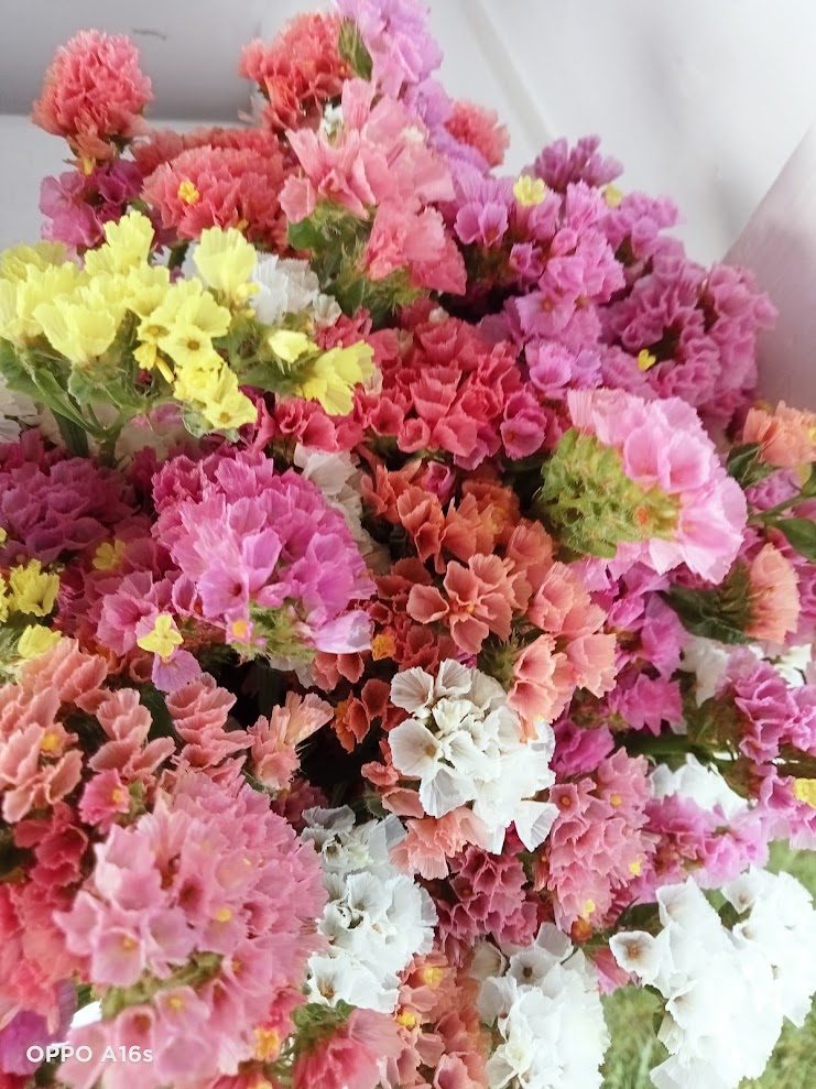 Pink, white and yellow statice